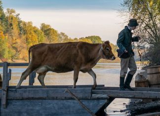 Berlin, jour 2 First-Cow