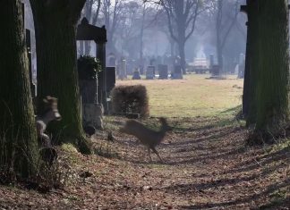 Histoires viennoises Vienne avant la nuit