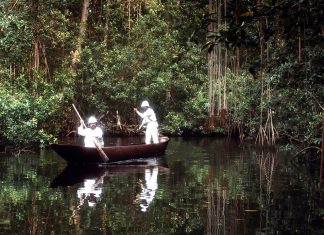 Jungle fever Un avant-poste du progrès