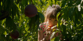 Les dernières vendanges de Nos Soleils