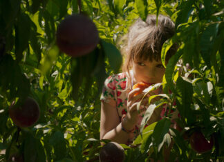 Les dernières vendanges de Nos Soleils