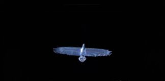 Nixon in China : les tribulations des clowns à Pékin