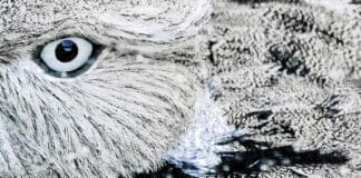 Joséphine Michel, la révélation des oiseaux