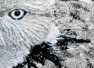 Joséphine Michel, la révélation des oiseaux