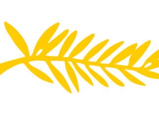 Festival de Cannes : les Palmes de la discorde